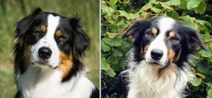 dogs-copy.webp dogs-copy.webp