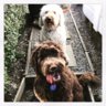 Miles Ritchie
