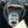 ButtonPushingMonkey