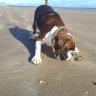 bigdavethedug
