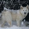 Bigdogs