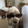 Shaz