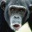 ButtonPushingMonkey