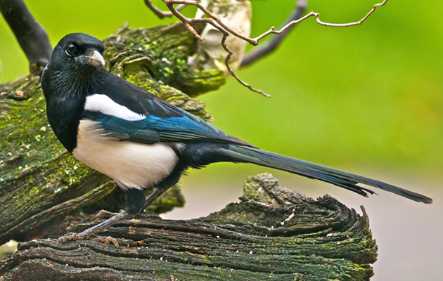 www.countrylife.co.uk