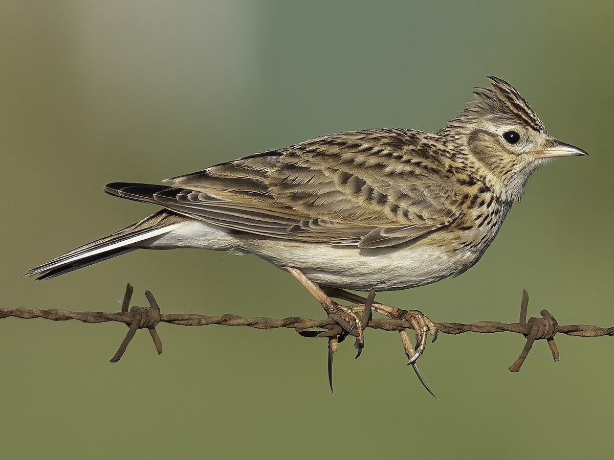 merlinbirds.org